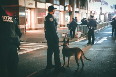 8 Traits the Military Looks for in K-9 Dogs