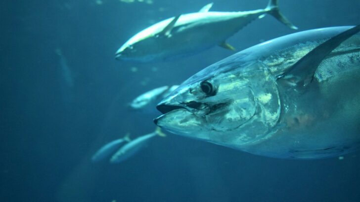 The Largest Tuna Ever Reeled In From U.S. Waters