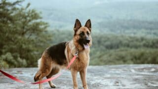 standing tan and black German shepherd dog