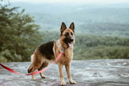 15 Dog Breeds That Will Protect You at Any Cost