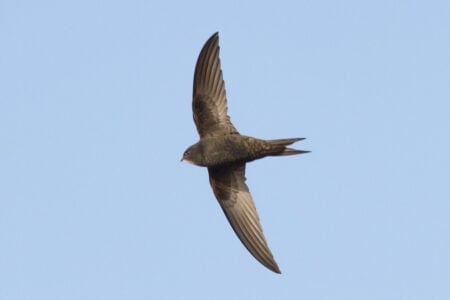 Birds Can Sleep While Flying
