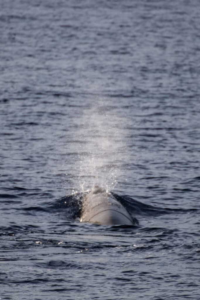 Cuvier’s Beaked Whales