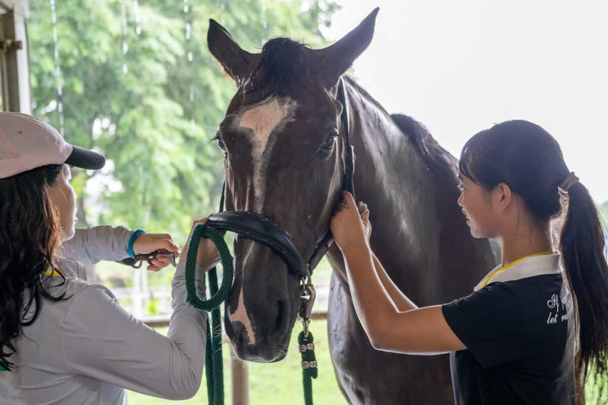A woman standing next to a brown horse