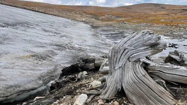 This 6000-year-old Ancient Forest Was Just Discovered Beneath a U.S. Lake in Rocky Mountains