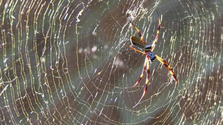 Why This Spider&rsquo;s Web Is Stronger Than Steel