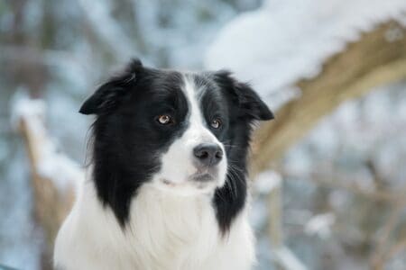 12 Dogs That Were Originally Bred for Dangerous Jobs