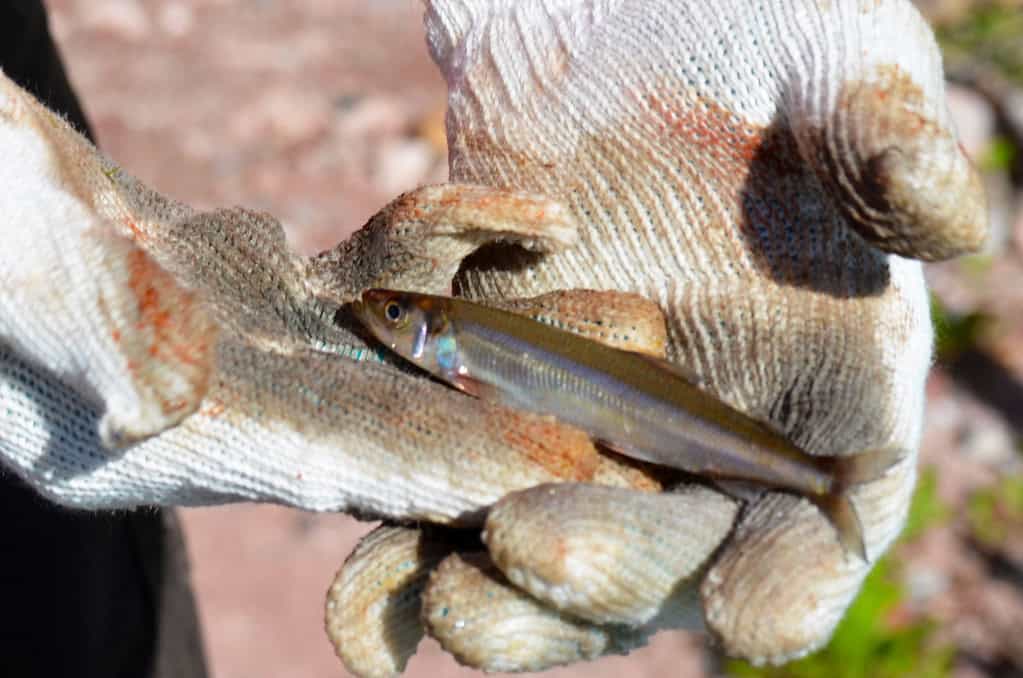rainbow smelt fish