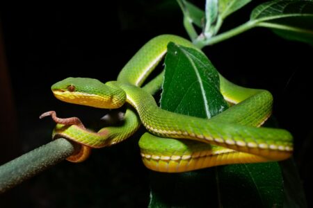 This U.S. Town Just Broke the Record for Snake Encounters