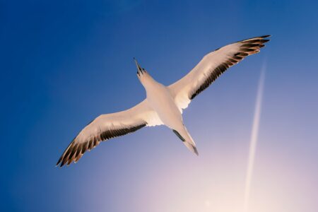 This Bird Has the Largest Wingspan of Any Living Creature