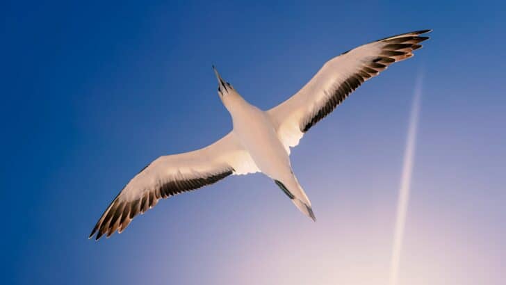This Bird Has the Largest Wingspan of Any Living Creature