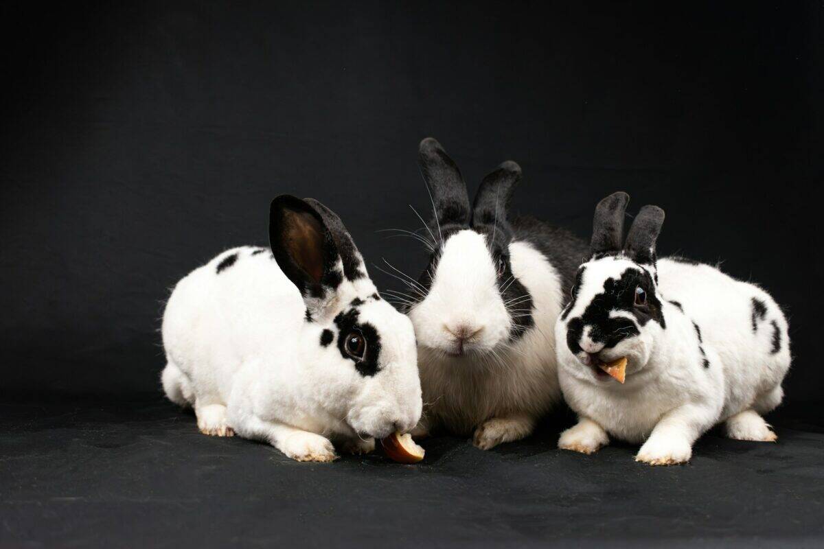 A group of three rabbits sitting next to each other