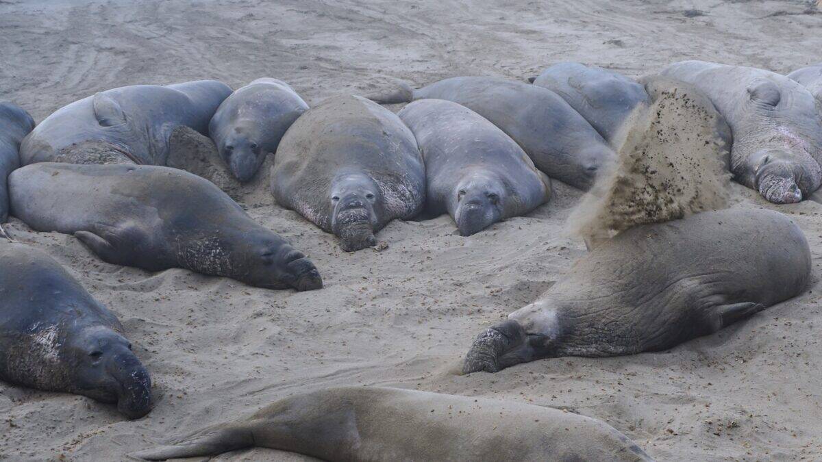 A herd of sea lions laying on top of a sandy beach