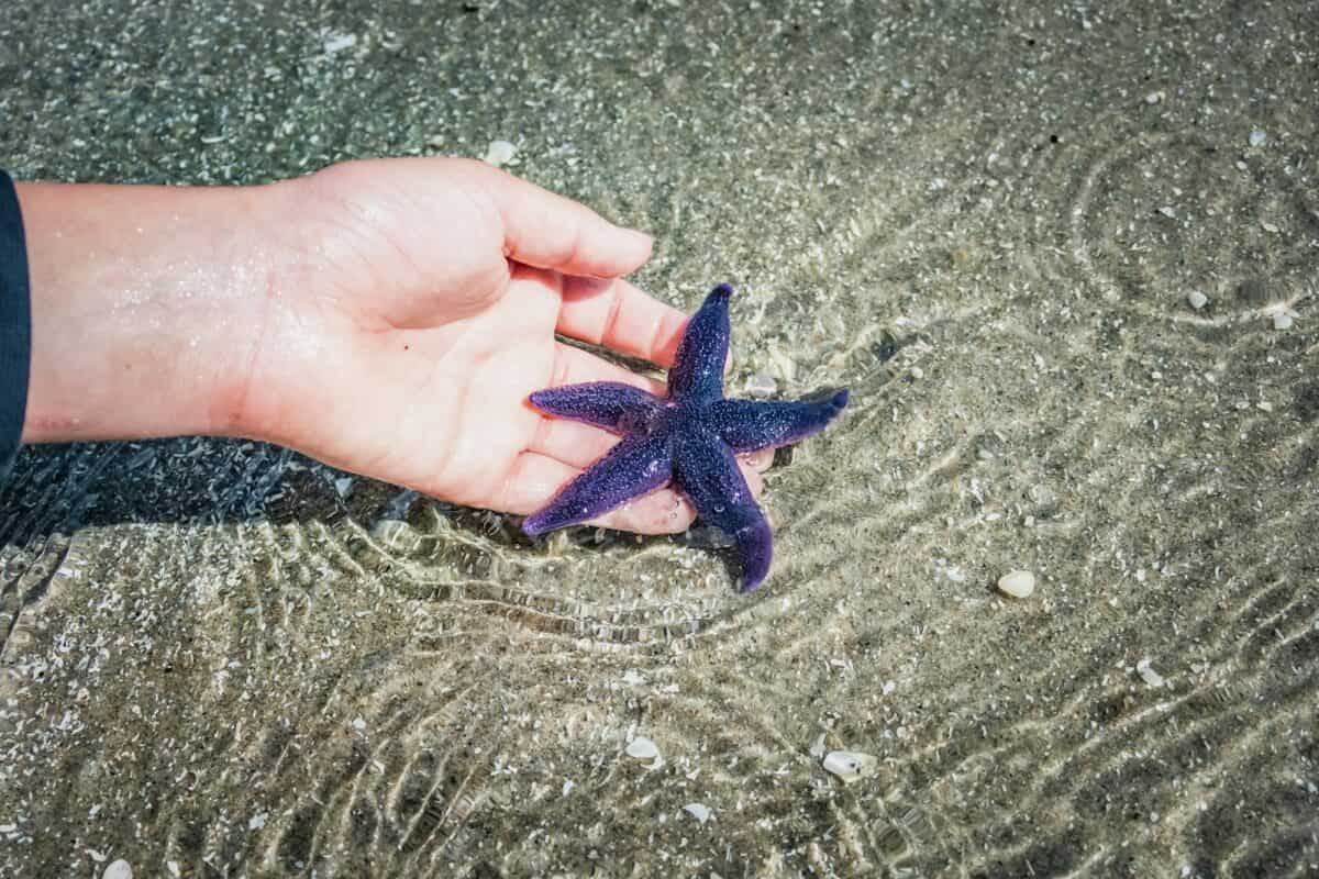 blue starfish on persons hand