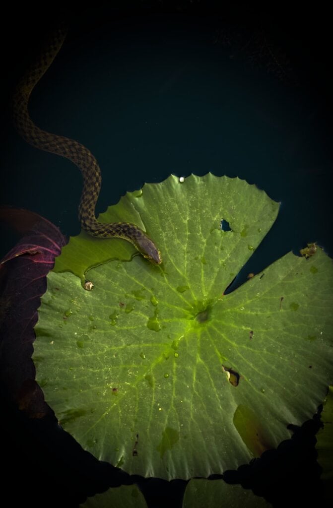 brown snake on top of green leaf