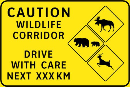 Are Wildlife Corridors Really Helping Animals Migrate?