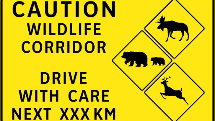 Are Wildlife Corridors Really Helping Animals Migrate?