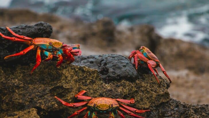 The Deepest Crab Migration Spotted Off the U.S. Coast