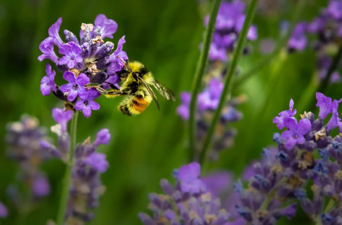 guide bee