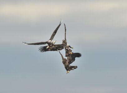 This Birds Mimicry Skills Are So Good It Can Fool Predators