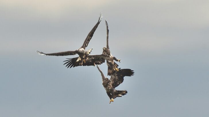 How Birds Survive Hurricanes Without Shelter