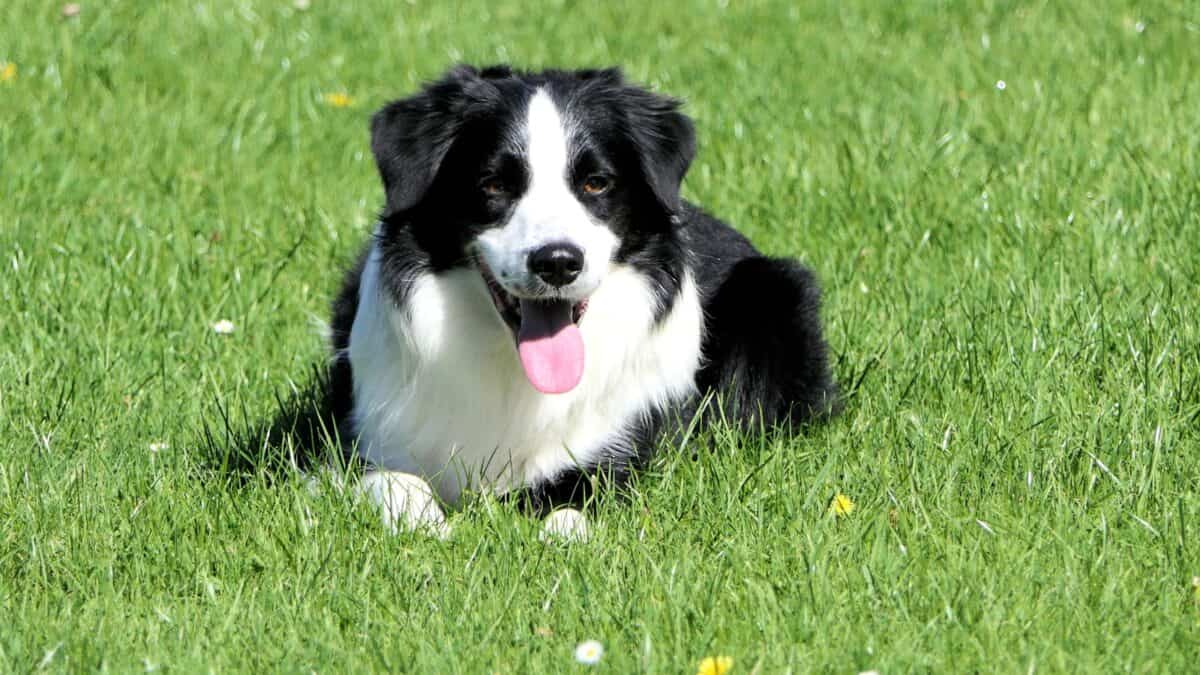 Border Collie