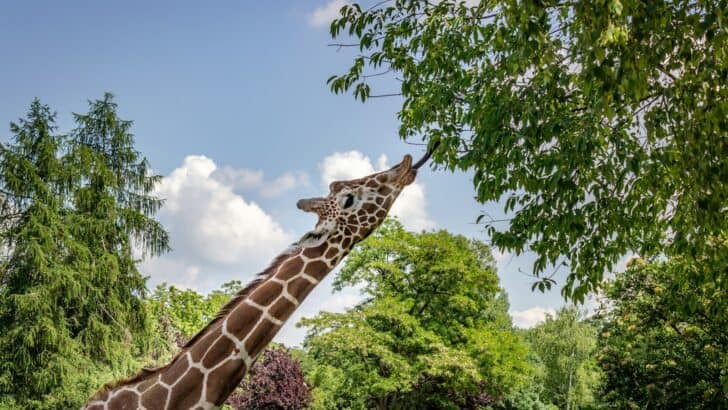 The Tallest Land Animal on Earth Has a Neck That Works Like a Crane