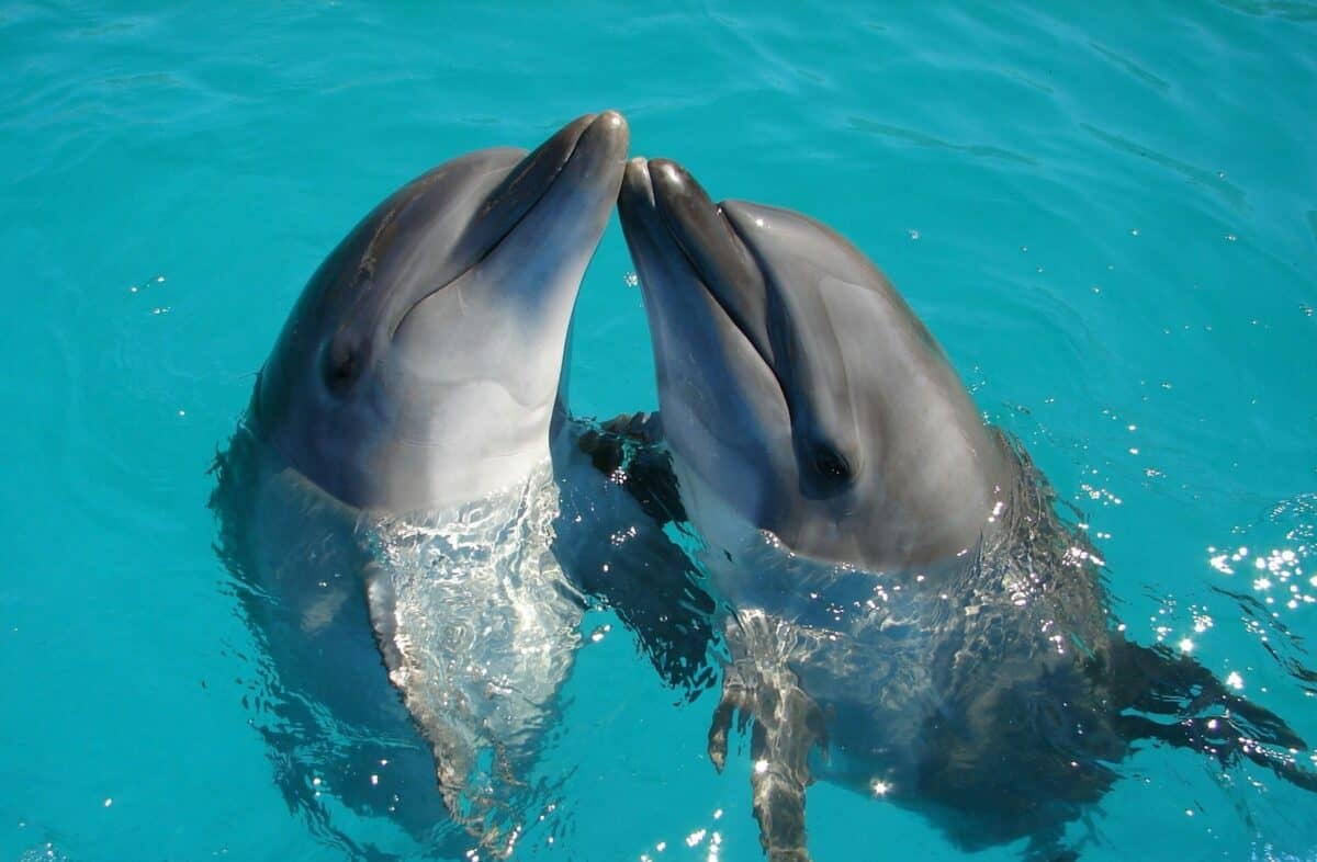ein paar Delphine schwimmen im Wasser