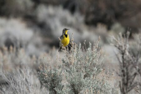 Why These Birds Are Outcompeting U.S. Natives