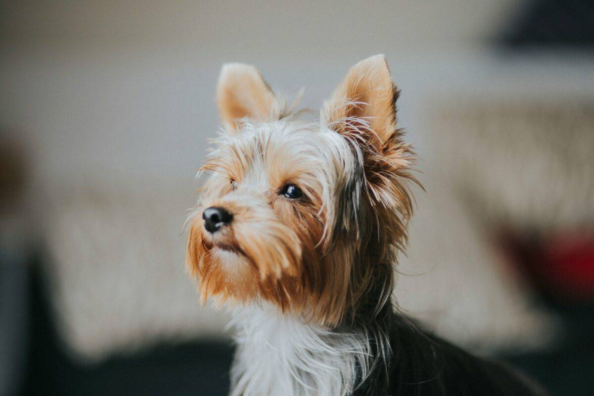 Flache Fokusfotografie eines Yorkshire Terriers