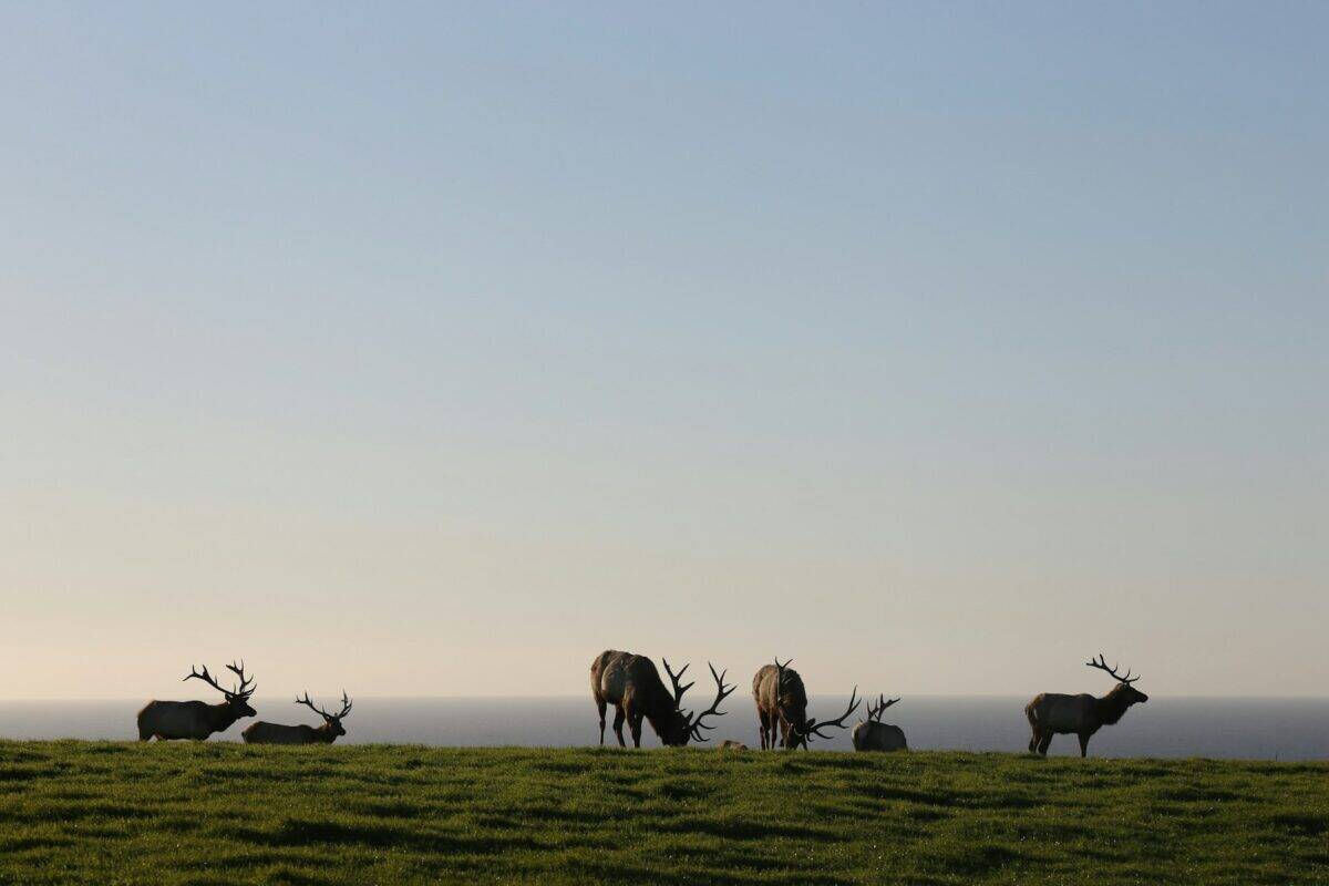 herd of horses on green grass field during daytime