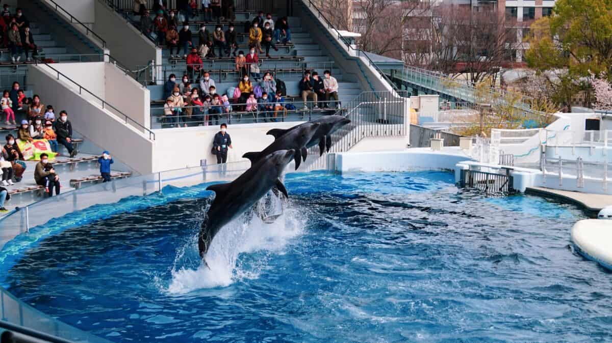 a couple of dolphins jumping out of the water
