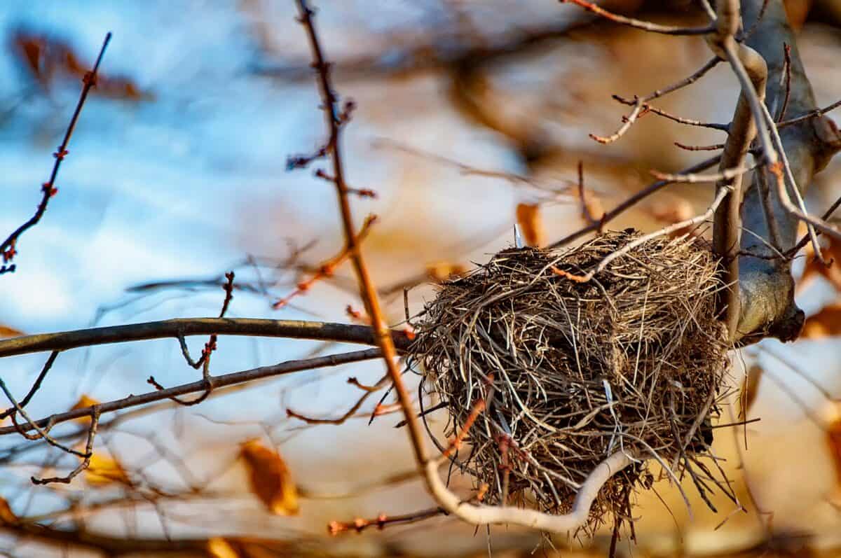 nest on tree