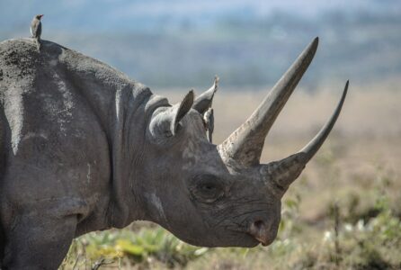 How Rhinos Communicate Using Dung and Urine