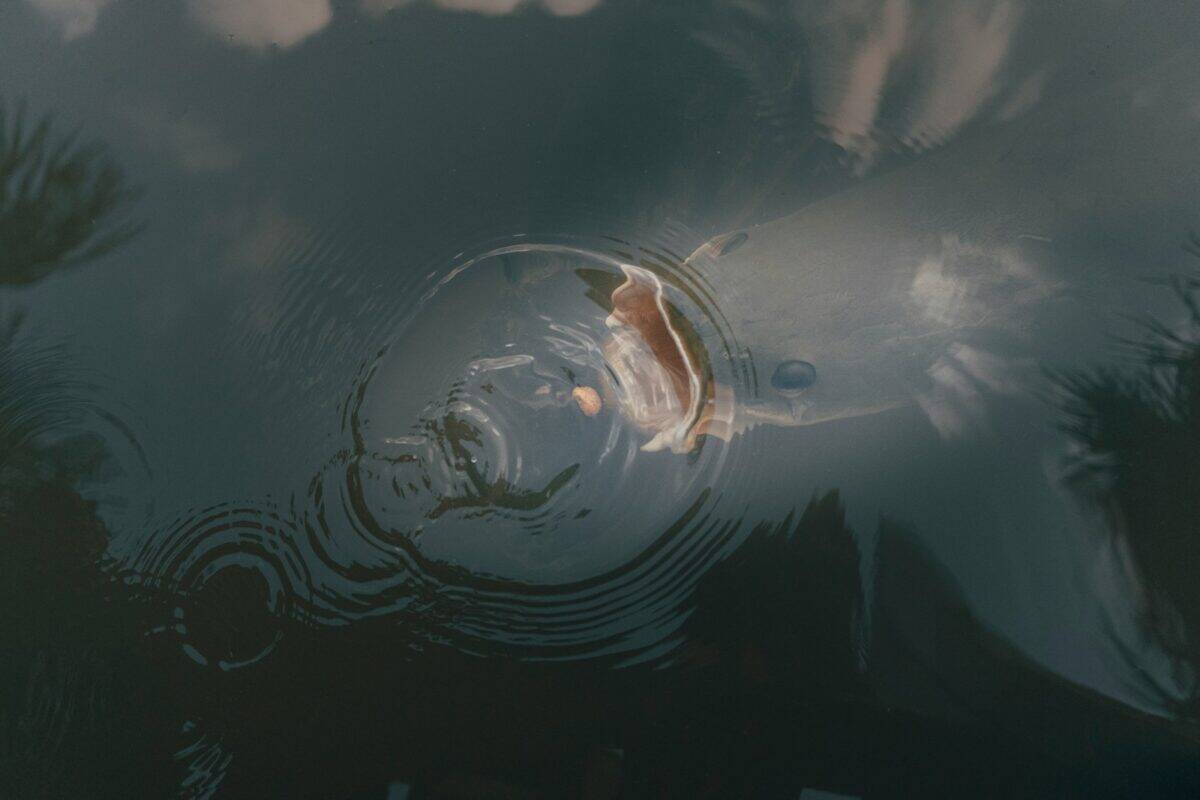 A reflection of a person in a body of water