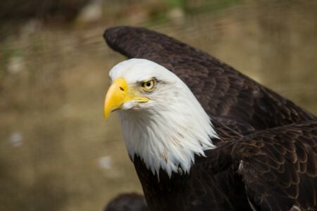 How Some Raptors See Better Than Any Human Technology