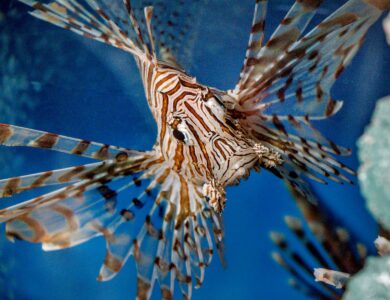 10 Marine Predators That Outsmart Their Prey