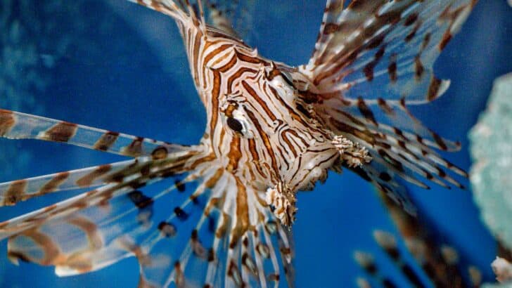 10 Marine Predators That Outsmart Their Prey