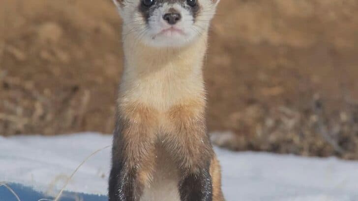 How Captive Breeding Is Saving the Black-Footed Ferret
