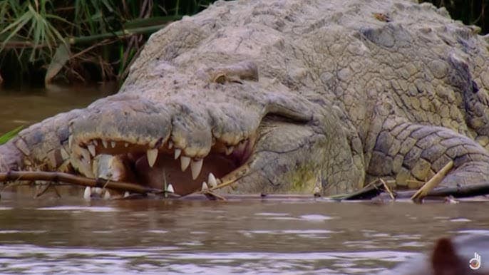 World's Deadliest Crocodile: Gustave Has Killed Over 300 People for Fun and Escaped All Capture Attempts
