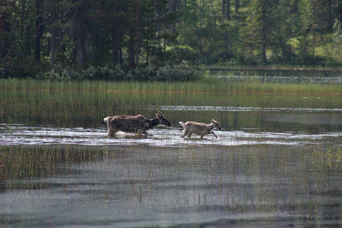brown deer on river during daytime