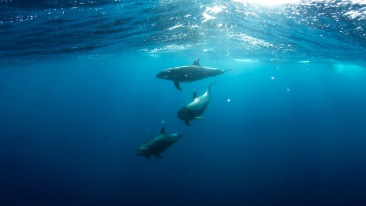 The Silent Giants: How Whales Communicate Across Oceans