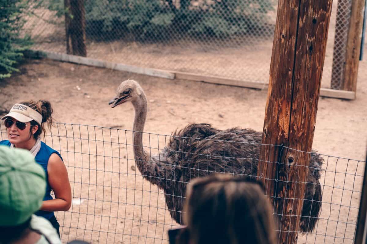 black and white ostrich standing on brown soil during daytime