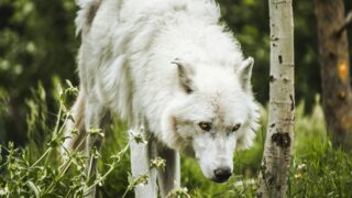 long-coated white dog