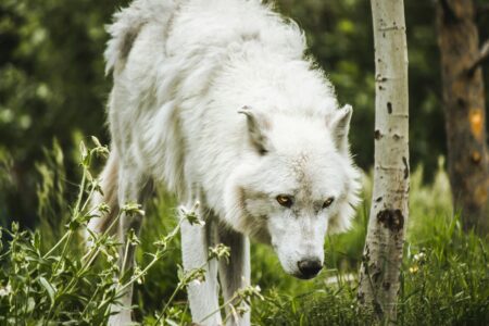 10 Dog Breeds That Look Like Wild Animals &ndash; But Make Great Pets!