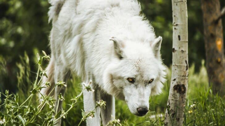 10 Dog Breeds That Look Like Wild Animals – But Make Great Pets!