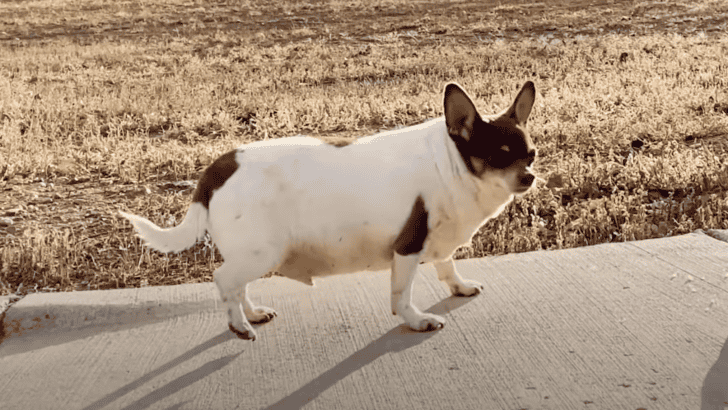 Obese Chihuahua Loses Half Of His Body Weight
