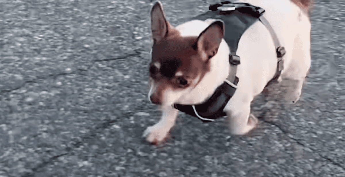 Chihuahua