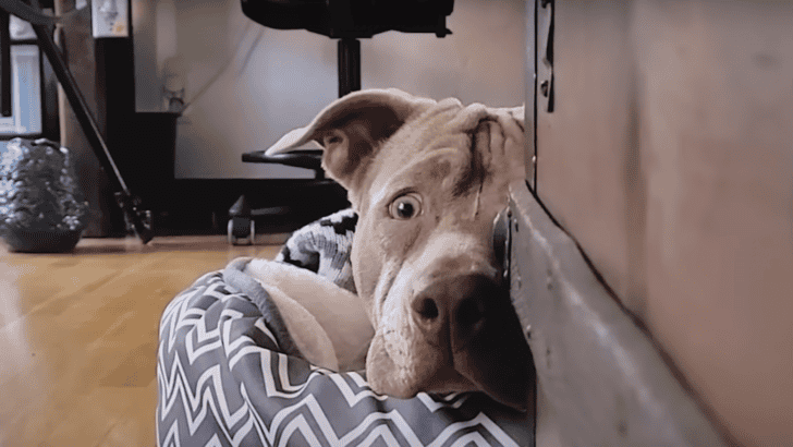Dog Found By Highway Sprints To His New Family