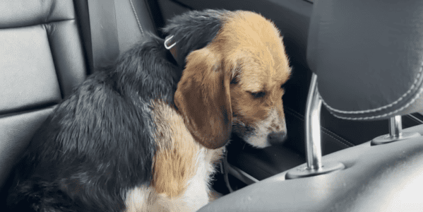 12 Heartbreaking Stories of Dogs Who Wouldn&rsquo;t Leave a Fallen Companion