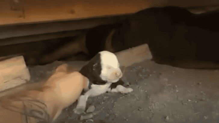 Couple Crawls Under A House To Rescue Newborn Puppies